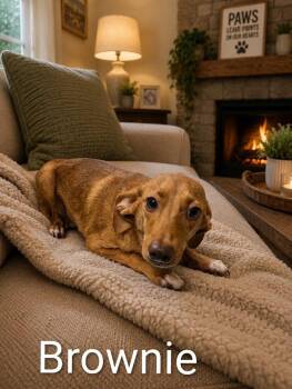 Brownie -  Chihuahua and Mixed Breed Dog for Adoption in Shelby County, Texas - Brownie | PetCurious