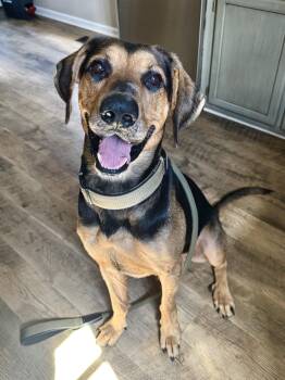 Chip -  German Shepherd Dog and Hound Dog for Adoption in Holly Springs, North Carolina - Chip | PetCurious