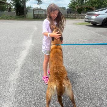 Adventure -  Belgian Shepherd Malinois Dog for Adoption in Savannah, Georgia - Adventure | PetCurious