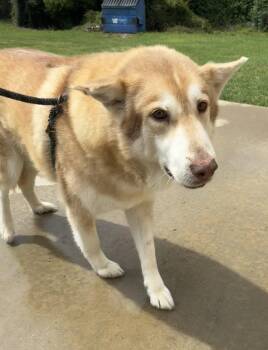 Husky Dogs Available for Adoption in Tarrytown, Georgia - Wolfie | PetCurious