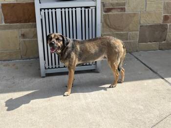 Rescue German Shepherd Dog and Mixed Breed Dogs for Adoption in Grand Prairie, Texas - ELECTRIC BIKE | PetCurious