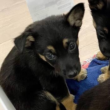 Male 1 -  Shepherd and Mixed Breed Dog for Adoption in Livingston, Texas - Male 1 | PetCurious