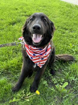 Border Collie and Great Pyrenees Dogs Available for Adoption in Maryville, Missouri - Torch | PetCurious