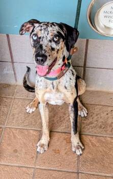 Blue -  Catahoula Leopard Dog and Mixed Breed Dog Available for Adoption in Honolulu, Hawaii - Blue | PetCurious
