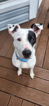 Kris -  Pit Bull Terrier Dog for Adoption in Saint Charles, Missouri - Kris | PetCurious