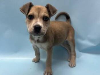 Delilah -  Pit Bull Terrier and Terrier Dog for Adoption in Golden Valley, Minnesota - Delilah | PetCurious