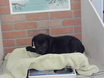 SARAFINA -  Staffordshire Bull Terrier and Mixed Breed Dog for Adoption in Houston, Texas - SARAFINA | PetCurious