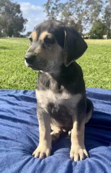Chocolate Labrador Retriever Dogs Available for Adoption in El Cajon, California - Mac  | PetCurious