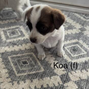Jack Russell Terrier Dogs Available for Adoption in Cashmere, Washington - Koa | PetCurious