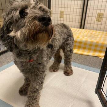 Boston -  Poodle Dog for Adoption in Houston, Texas - Boston | PetCurious