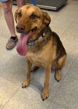 Rescue Mixed Breed Dogs for Adoption in Port Allen, Louisiana - Hazel | PetCurious