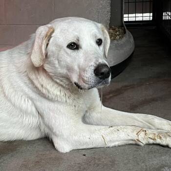 Labrador Retriever and Great Pyrenees Dogs Available for Adoption in Birmingham, Alabama - Barkley | PetCurious