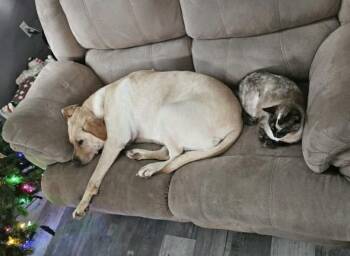 Rosie -  Labrador Retriever Dog for Adoption in Vancouver, Washington - Rosie | PetCurious