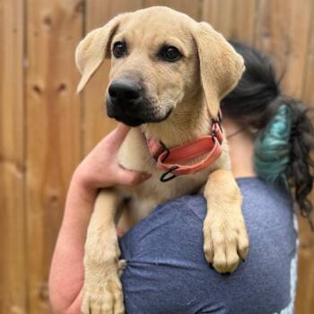 Anatolian Shepherd and Mixed Breed Dogs Available for Adoption in Fredericksburg, Virginia - Bunnyman | PetCurious