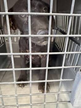 Rooster -  Labrador Retriever and Mixed Breed Dog for Adoption in Fresno, California - Rooster | PetCurious