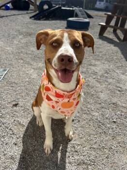 Rescue Hound Dogs for Adoption in Morristown, Tennessee - Squish | PetCurious