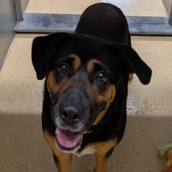 Archie -  Mixed Breed Dog for Adoption in Fairport, New York - Archie | PetCurious