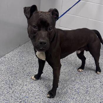 Titus -  Mixed Breed Dog for Adoption in Greenville, South Carolina - Titus | PetCurious