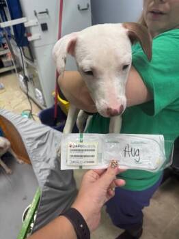 August -  Mixed Breed Dog for Adoption in Cincinnati, Ohio - August | PetCurious