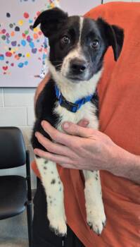 Saosin -  Labrador Retriever Dog for Adoption in Chattanooga, Tennessee - Saosin | PetCurious