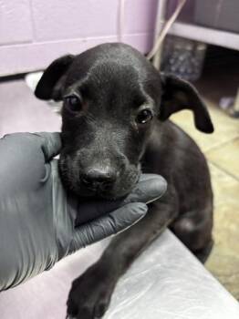 61419103 -  Mixed Breed and Labrador Retriever Dog for Adoption in El Paso, Texas - 61419103 | PetCurious