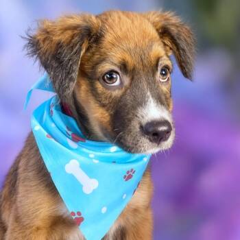 Charm -  Brittany Spaniel and Australian Shepherd Dog for Adoption in Boerne, Texas - Charm | PetCurious