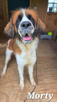 Morty Yrly 251 -  Saint Bernard Dog for Adoption in Sidney, Ohio - Morty Yrly 251 | PetCurious