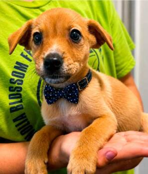 Barbwire Bruiser -  Labrador Retriever and Terrier Dog for Adoption in El Dorado, Arkansas - Barbwire Bruiser | PetCurious