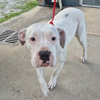 American Bulldog Dogs Available for Adoption - Coco | PetCurious