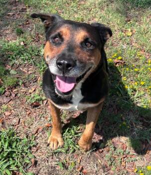 Florence -  German Shepherd Dog Dog for Adoption in Little Rock, Arkansas - Florence | PetCurious