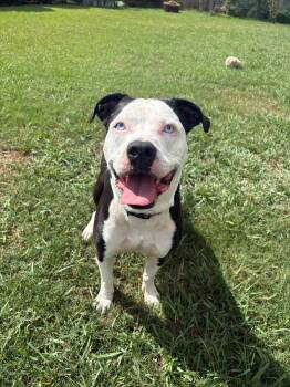 Boy Blue -  American Staffordshire Terrier Dog for Adoption in Houston, Texas - Boy Blue | PetCurious