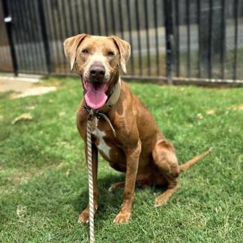 DRAKEO -  Doberman Pinscher and Boxer Dog for Adoption in Long Beach, California - DRAKEO | PetCurious