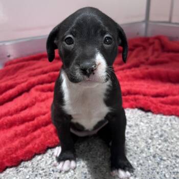 Trefoils -  Pit Bull Terrier and Boxer Dog for Adoption in Kanab, Utah - Trefoils | PetCurious