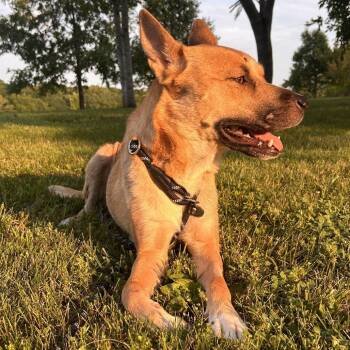 Maeve FC -  Mixed Breed Dog for Adoption in Union, Missouri - Maeve FC | PetCurious