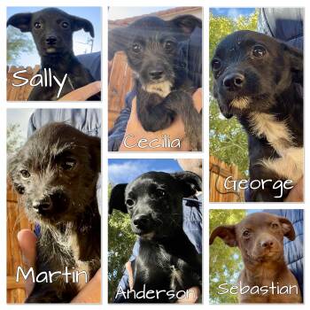 Rescue Chihuahua and Terrier Dogs for Adoption in West Hollywood, California - Sally, George | PetCurious
