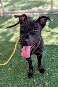 Pit Bull Terrier Dogs Available for Adoption in Ridgecrest, California - 26-87 | PetCurious