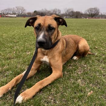 German Shepherd Dog Dogs Available for Adoption - Athena | PetCurious