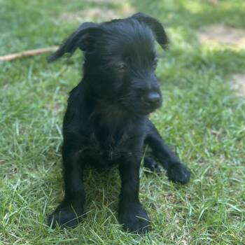 Sol -  Terrier and Chihuahua Dog for Adoption in Minneapolis, Minnesota - Sol | PetCurious