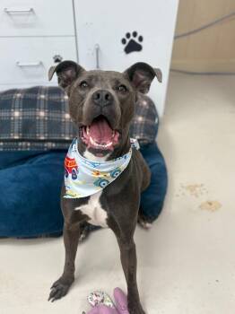 Tobert -  Pit Bull Terrier and Hound Dog for Adoption in Findlay, Ohio - Tobert | PetCurious