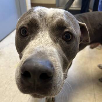 Stray - Robert Norris Rd -  Pit Bull Terrier and Mixed Breed Dog for Adoption in Roxboro, North Carolina - Stray - Robert Norris Rd | PetCurious