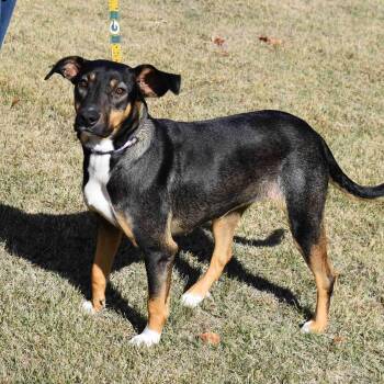 Rescue Mixed Breed Dogs for Adoption in Searcy, Arkansas - Chloe | PetCurious
