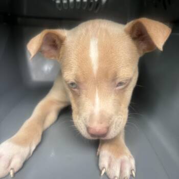 Pit Bull Terrier Dogs Available for Adoption in Birmingham, Alabama - Brewster | PetCurious