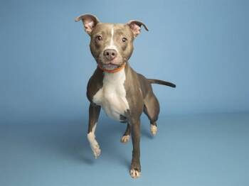 JELLYBEAN -  Pit Bull Terrier Dog for Adoption in Phoenix, Arizona - JELLYBEAN | PetCurious