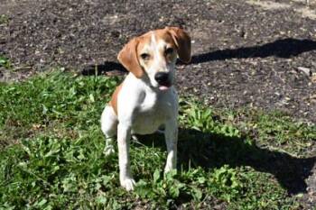 Barney -  Beagle and Mixed Breed Dog for Adoption in Kansas City, Missouri - Barney | PetCurious