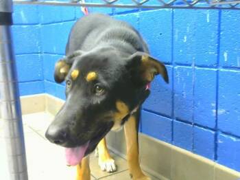 CHASE -  German Shepherd Dog and Mixed Breed Dog for Adoption in Albuquerque, New Mexico - CHASE | PetCurious
