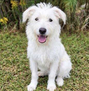 Goose -  Poodle and Terrier Dog for Adoption in Foley, Alabama - Goose | PetCurious