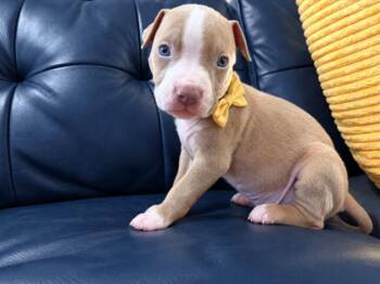 Little Piglet Wilson Chica -  Pit Bull Terrier and American Staffordshire Terrier Dog for Adoption in Friendswood, Texas - Little Piglet Wilson Chica | PetCurious