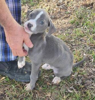 Mixed Breed Dogs Available for Adoption - Hobbs | PetCurious