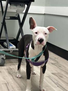 Pit Bull Terrier Dogs Available for Adoption in Garden City, Michigan - JoJo | PetCurious