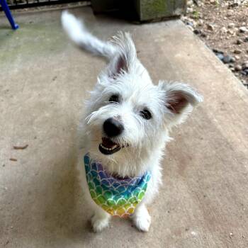 Queenie -  West Highland White Terrier Westie and Mixed Breed Dog for Adoption in Corpus Christi, Texas - Queenie | PetCurious